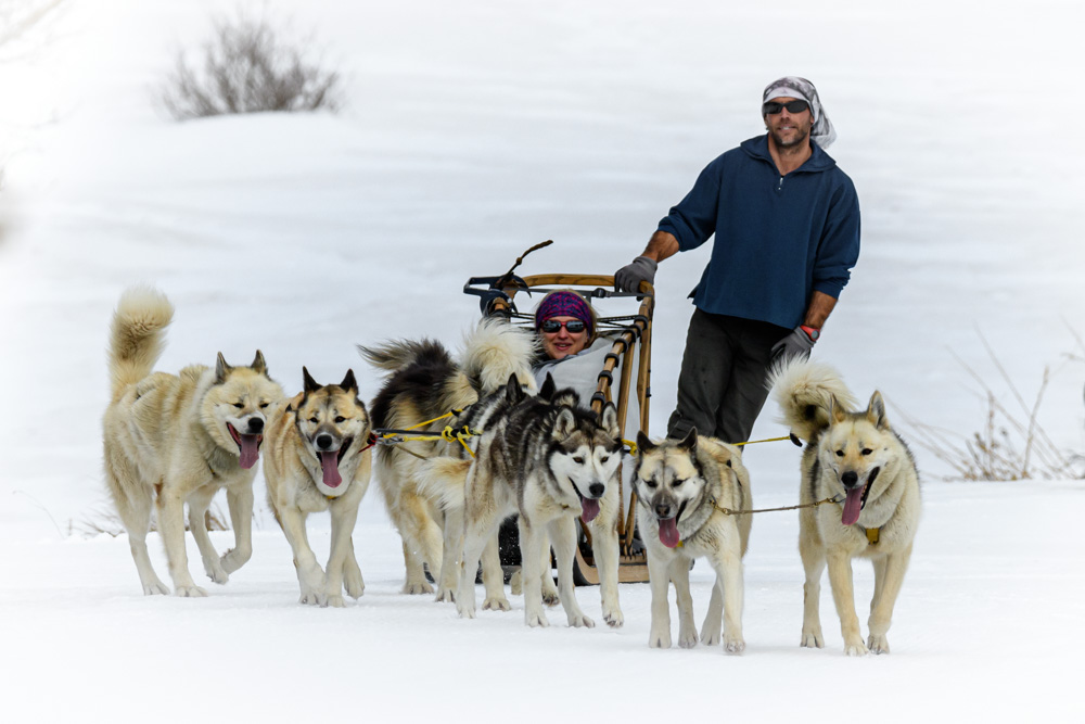 Balade chiens de traineau