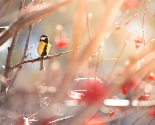 Oiseau chantant