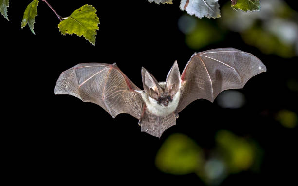 Chauve-souris