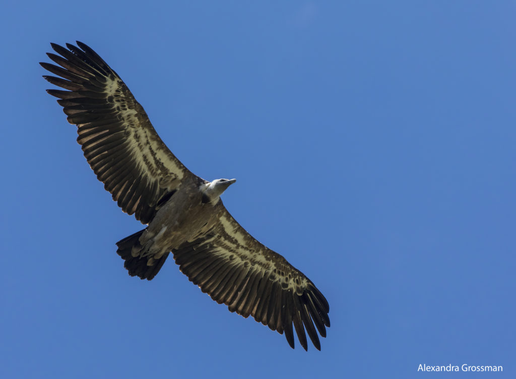Vautour en vol